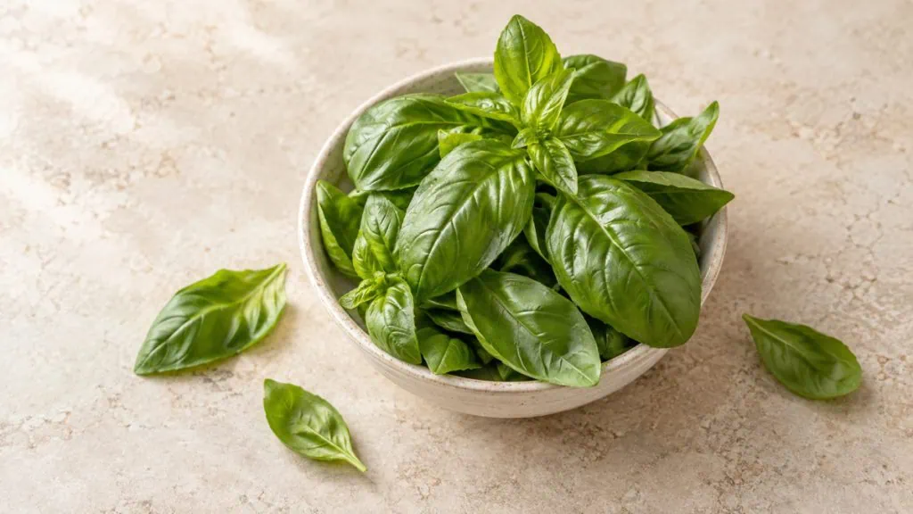 Feuilles de basilic frais dans un bol en grès