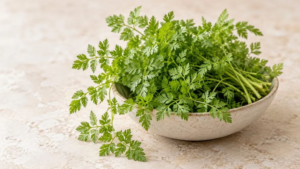 Bouquet de cerfeuil frais aux feuilles vert tendre et finement découpées
