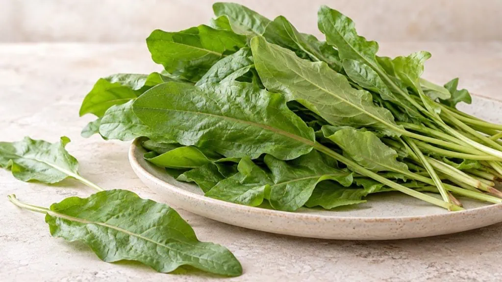 Bouquet de feuilles fraîches d’oseille dans un plat en grès